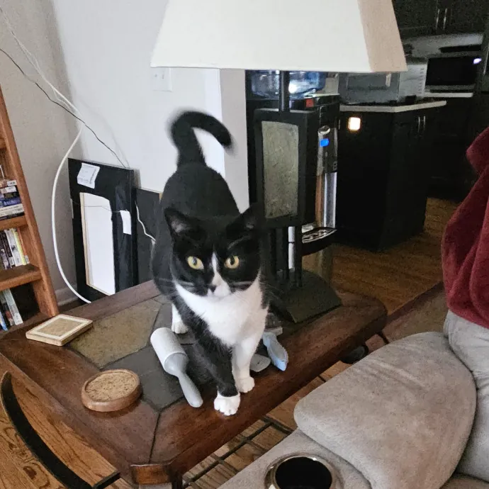 Specialized Care For Cats Of All Ages photo 3