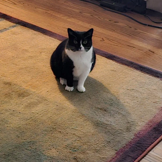 Specialized Care For Cats Of All Ages photo 2