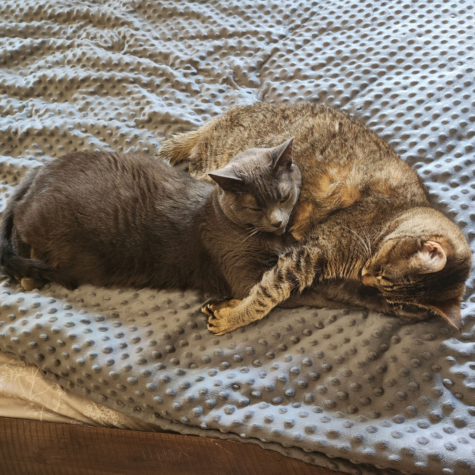 Morgan's Abqrio Rancho Cat Sitting photo 2