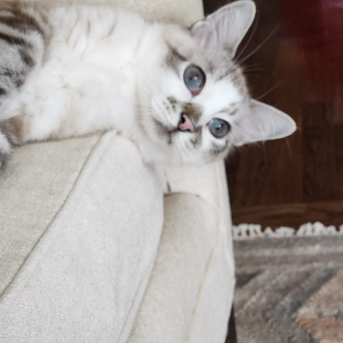Cats Are The Sweet Spot Of My Day