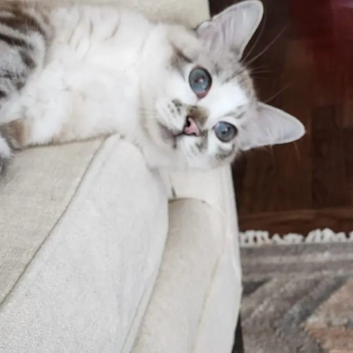 Cats Are The Sweet Spot Of My Day
