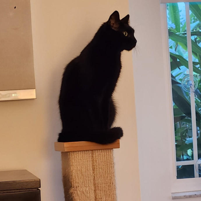Cats Are The Sweet Spot Of My Day