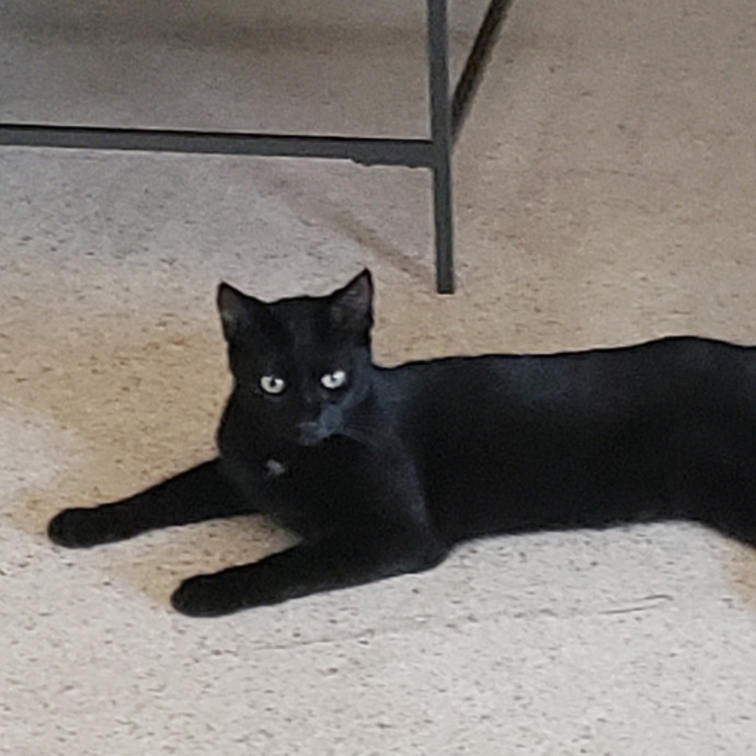 Cats Are The Sweet Spot Of My Day