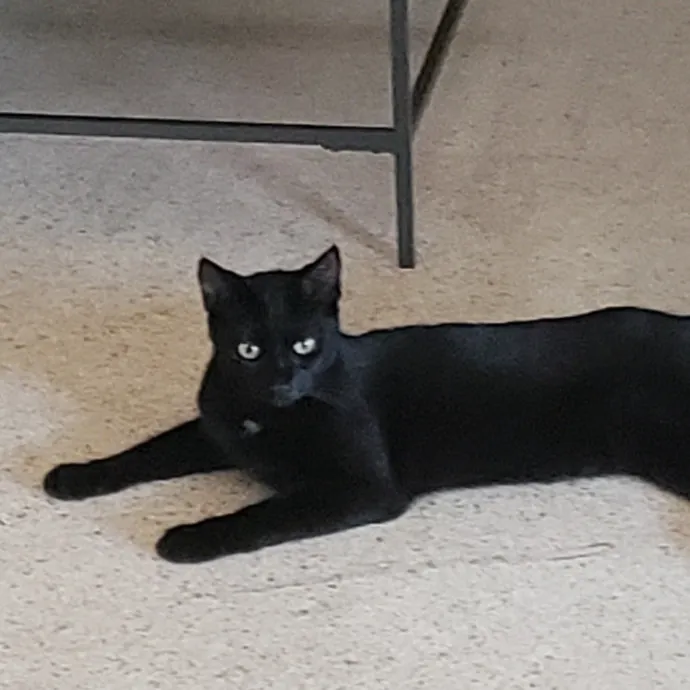 Cats Are The Sweet Spot Of My Day