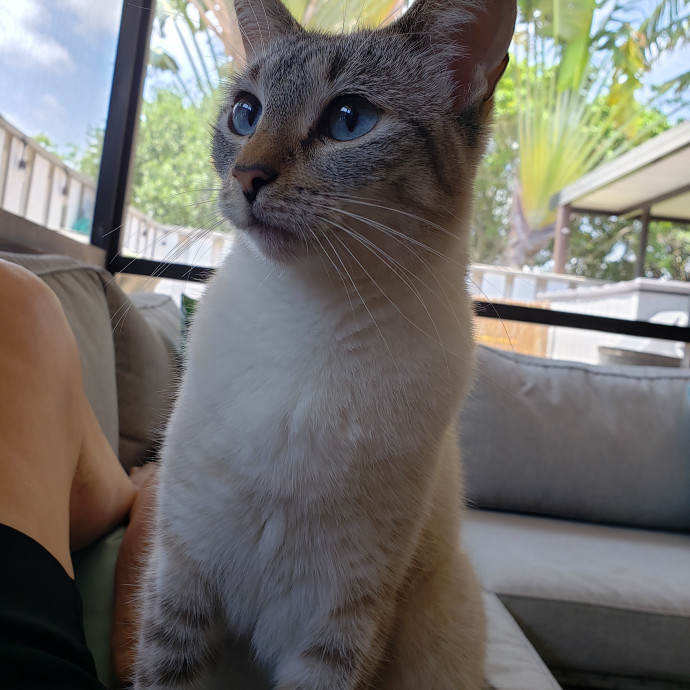 Cats Are The Sweet Spot Of My Day