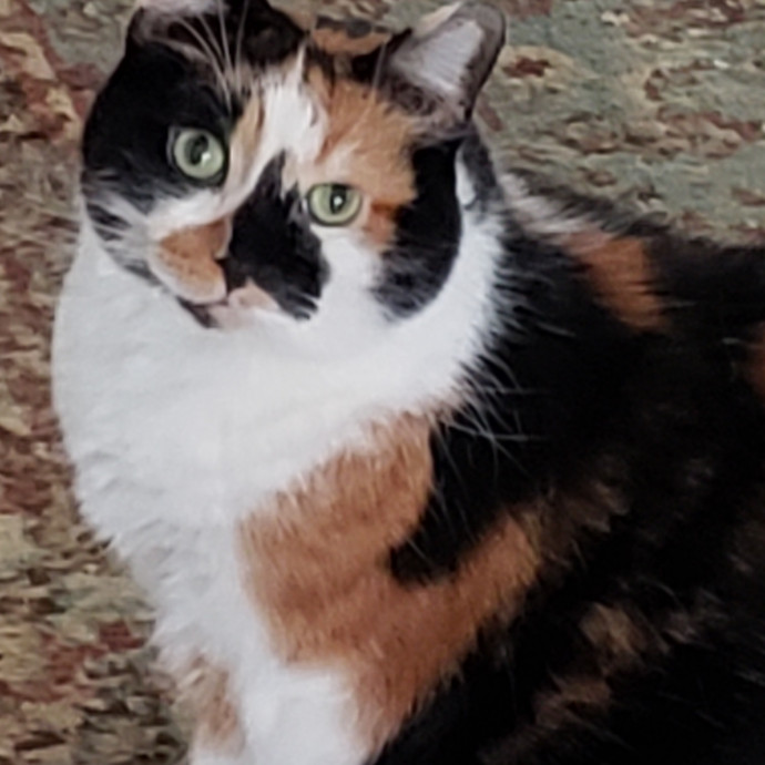 Cats Are The Sweet Spot Of My Day