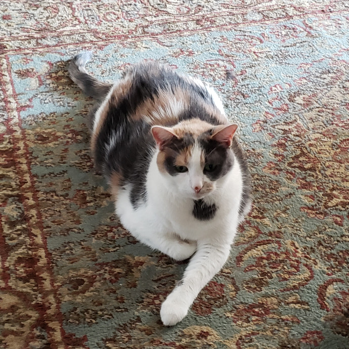 Cats Are The Sweet Spot Of My Day