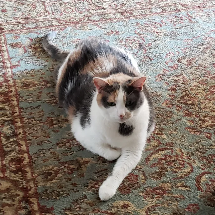 Cats Are The Sweet Spot Of My Day