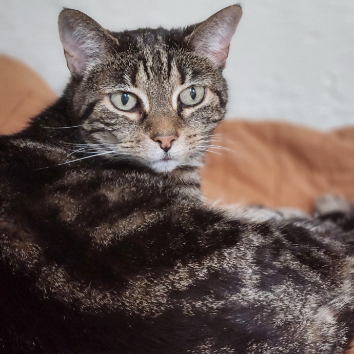 Cats Are The Sweet Spot Of My Day