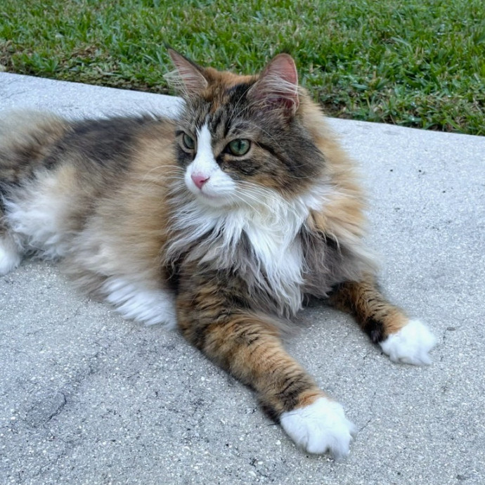 Cats Are The Sweet Spot Of My Day