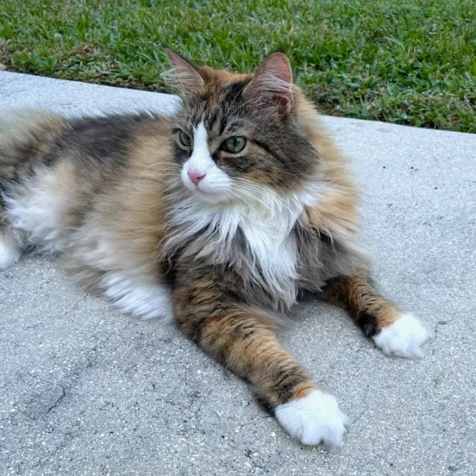 Cats Are The Sweet Spot Of My Day