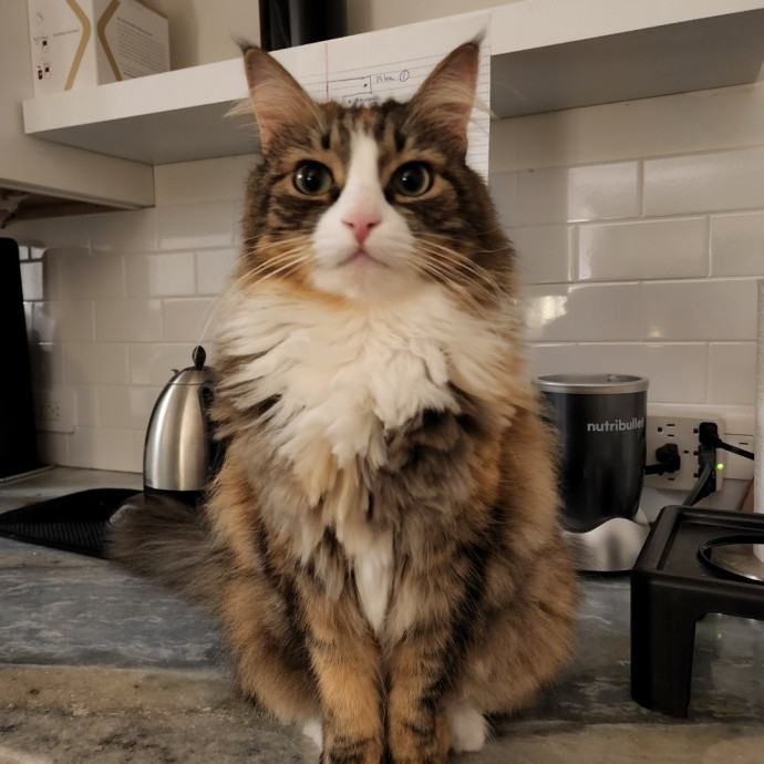 Cats Are The Sweet Spot Of My Day