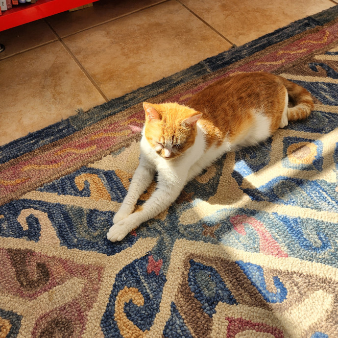 Cats Are The Sweet Spot Of My Day