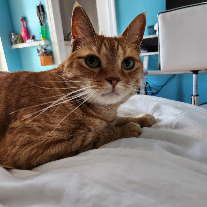 Cats Are The Sweet Spot Of My Day