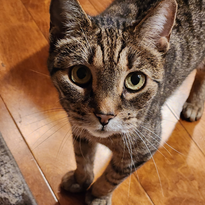 Cats Are The Sweet Spot Of My Day