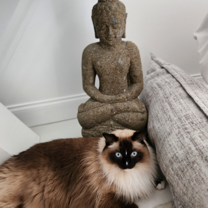 Cats Are The Sweet Spot Of My Day