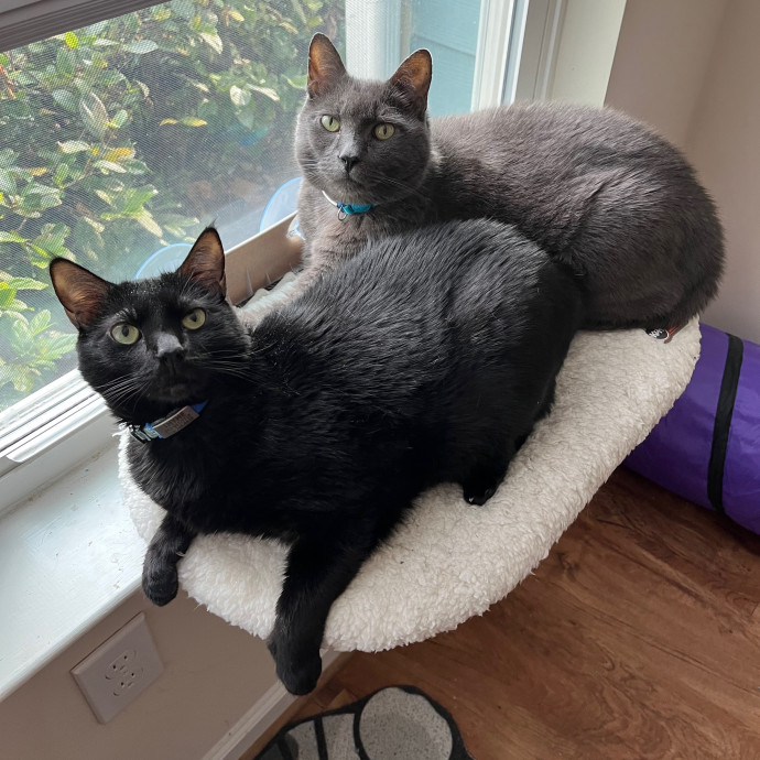 Pawsitively Purrfect Cat Sitting