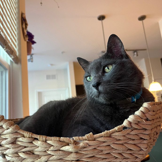 Pawsitively Purrfect Cat Sitting