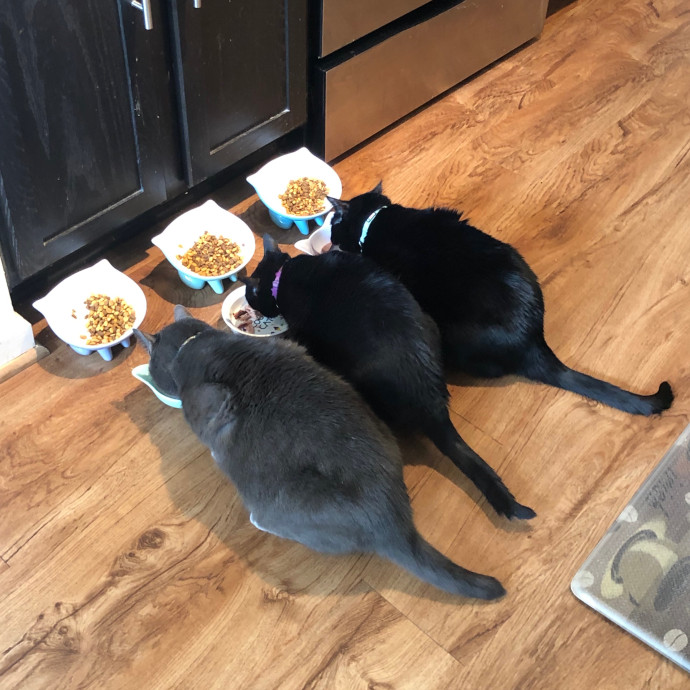 Pawsitively Purrfect Cat Sitting