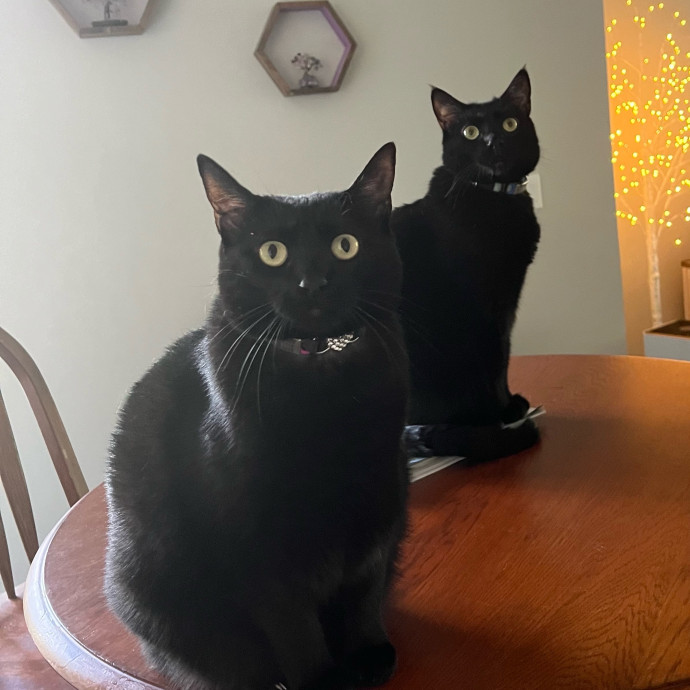 Pawsitively Purrfect Cat Sitting