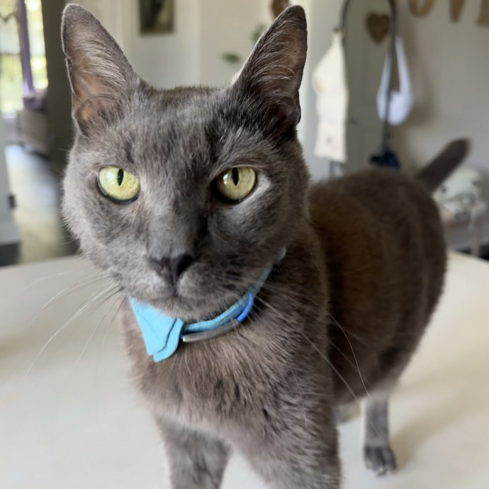 Pawsitively Purrfect Cat Sitting