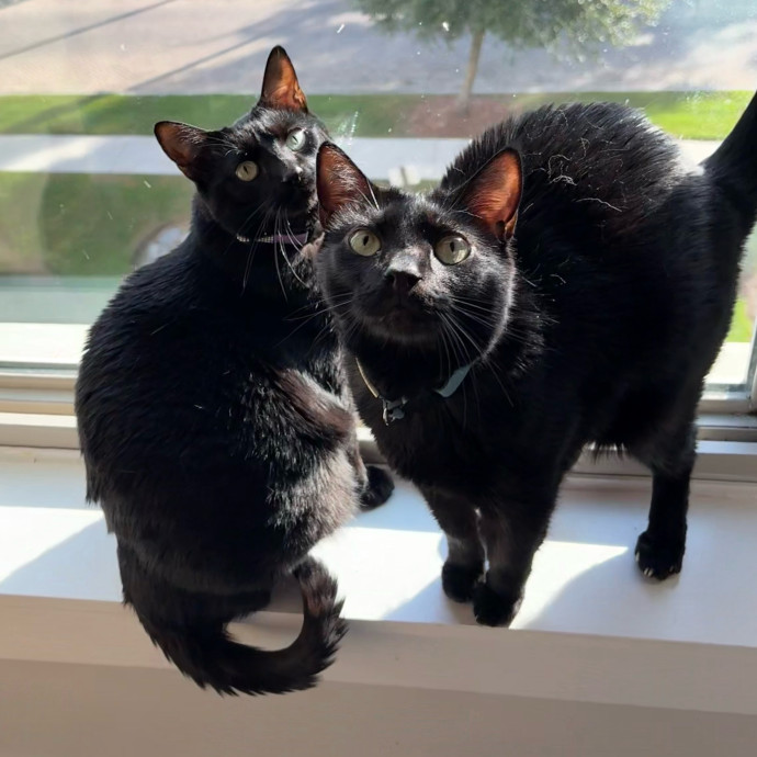 Pawsitively Purrfect Cat Sitting photo 3