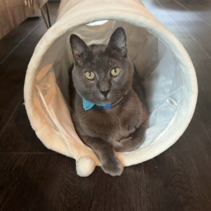 Pawsitively Purrfect Cat Sitting photo 2