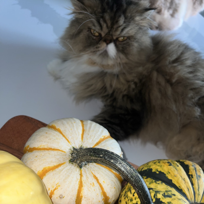 Pure-Fact Cat Lover