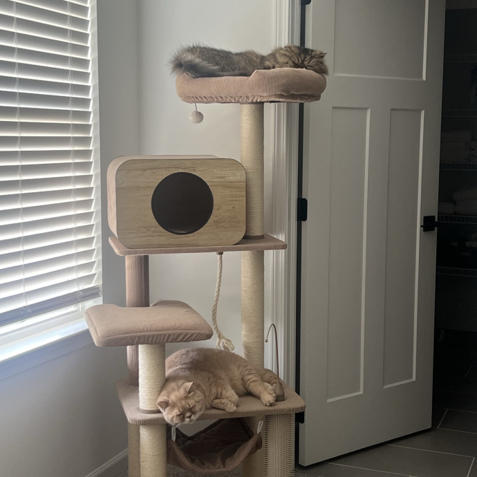 Pure-Fact Cat Lover