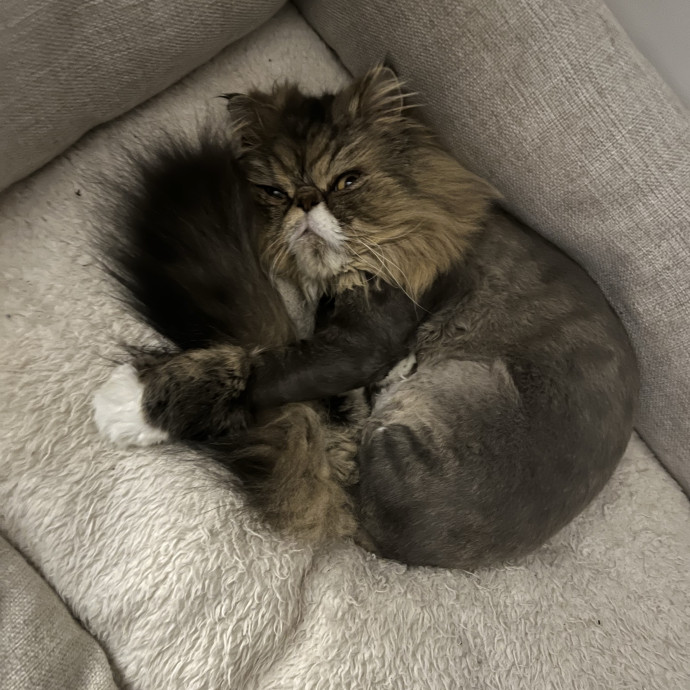 Pure-Fact Cat Lover