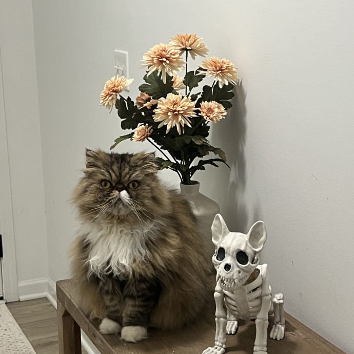 Pure-Fact Cat Lover photo 3