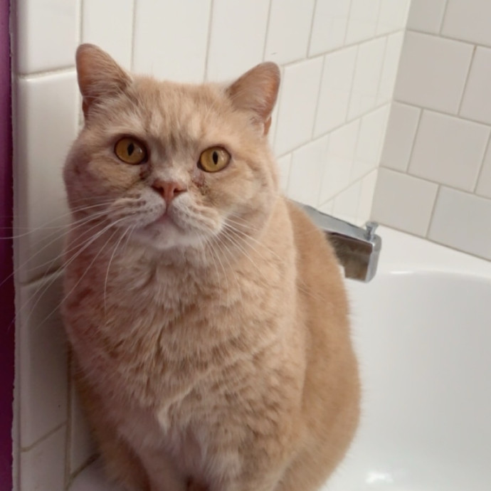 Pure-Fact Cat Lover photo 2