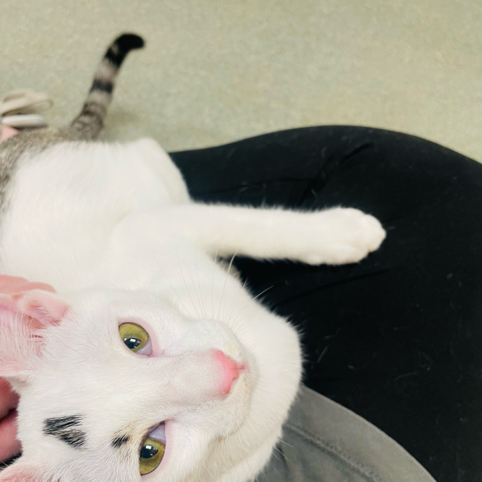Furry Friend Fairy Godmother