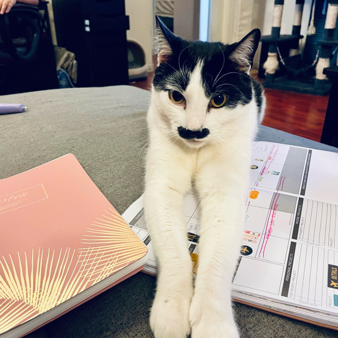 Furry Friend Fairy Godmother