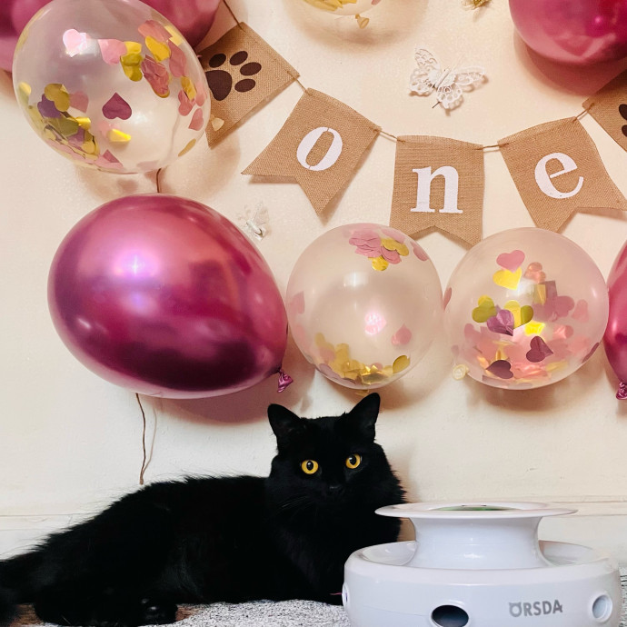 Furry Friend Fairy Godmother