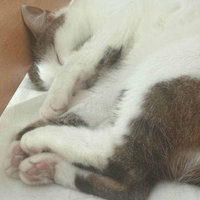 For Those Felines photo 2