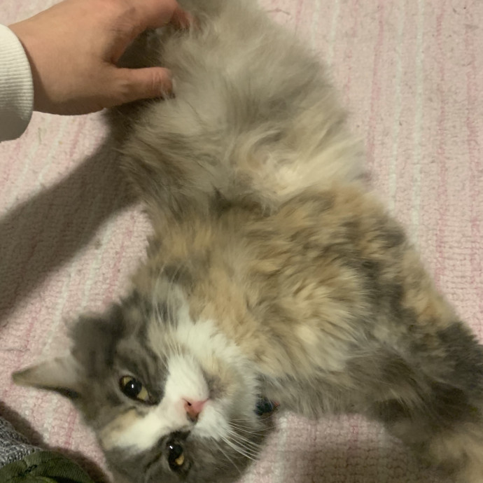 Trusted Local Cat Sitter With References photo 2