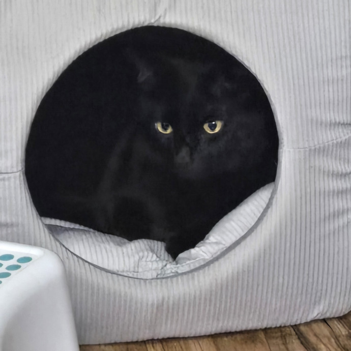 Caring Reliable Cat Sitter