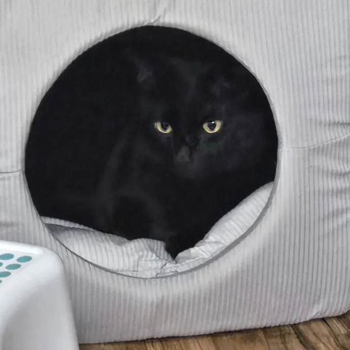 Caring Reliable Cat Sitter