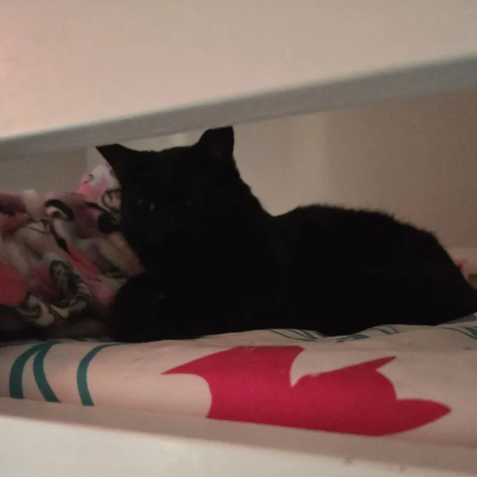 Caring Reliable Cat Sitter