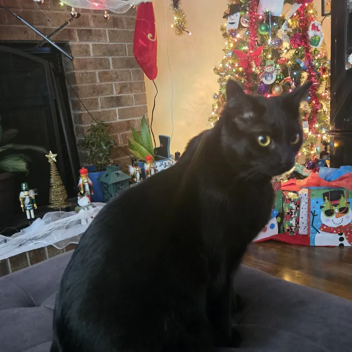 Caring Reliable Cat Sitter