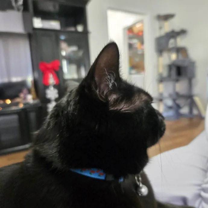 Caring Reliable Cat Sitter