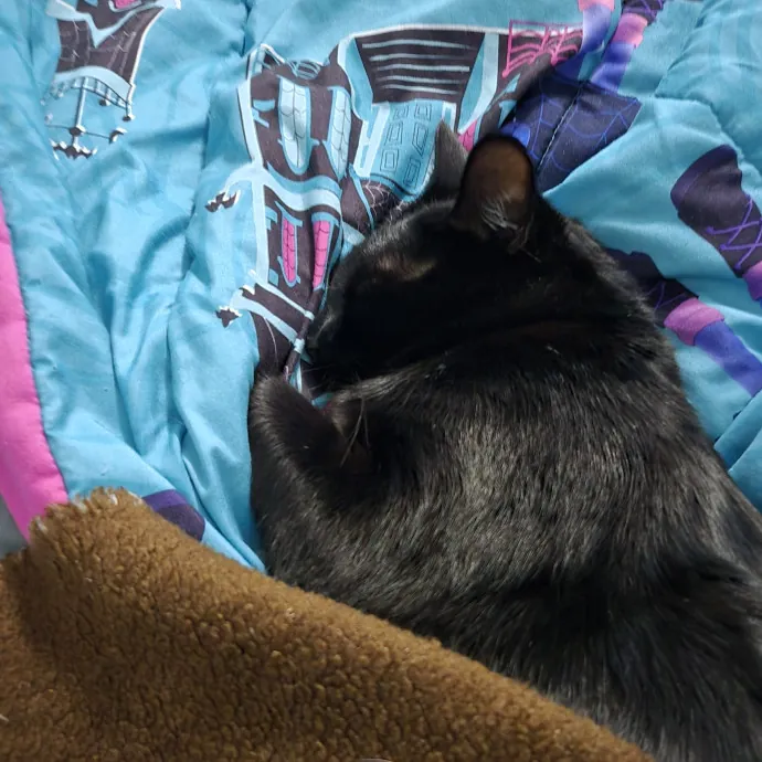 Caring Reliable Cat Sitter