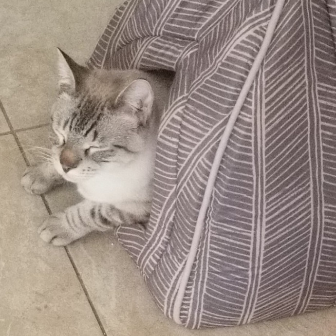 Caring Reliable Cat Sitter