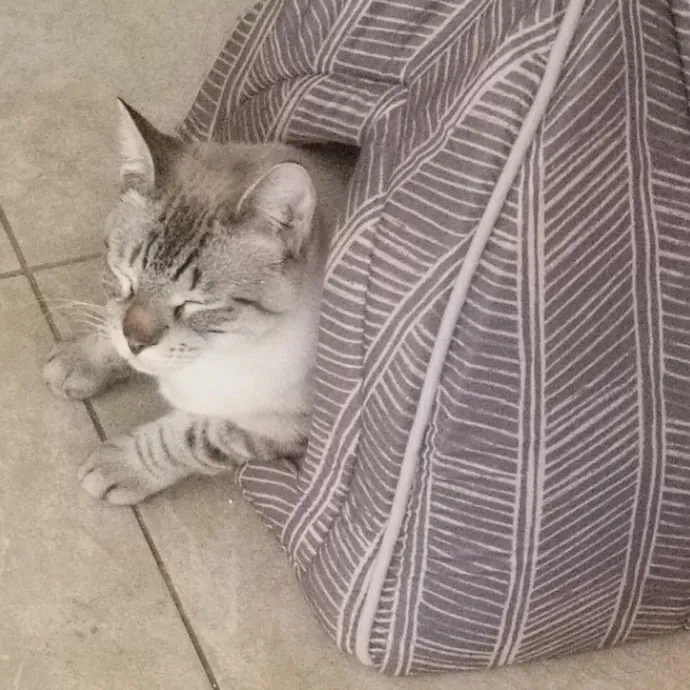 Caring Reliable Cat Sitter