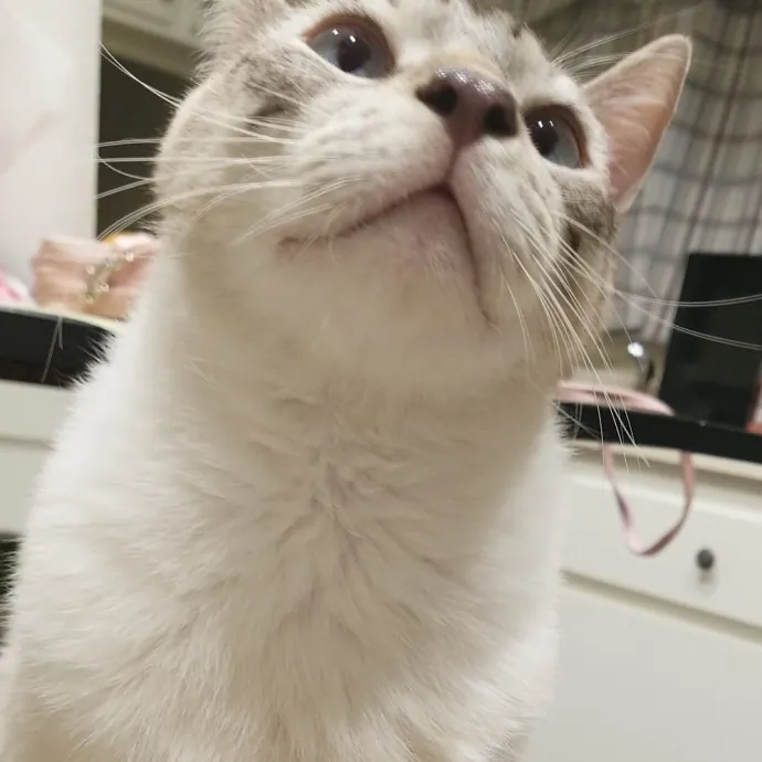 Caring Reliable Cat Sitter