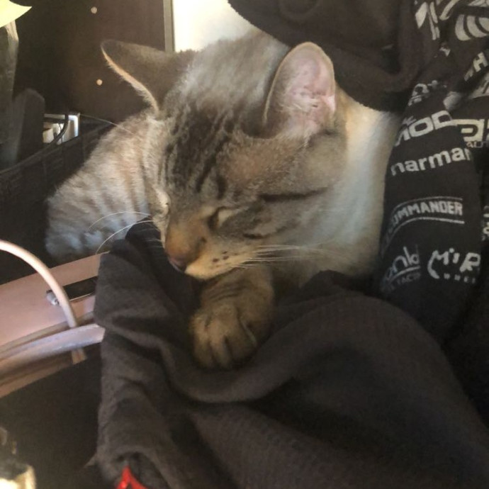 Caring Reliable Cat Sitter