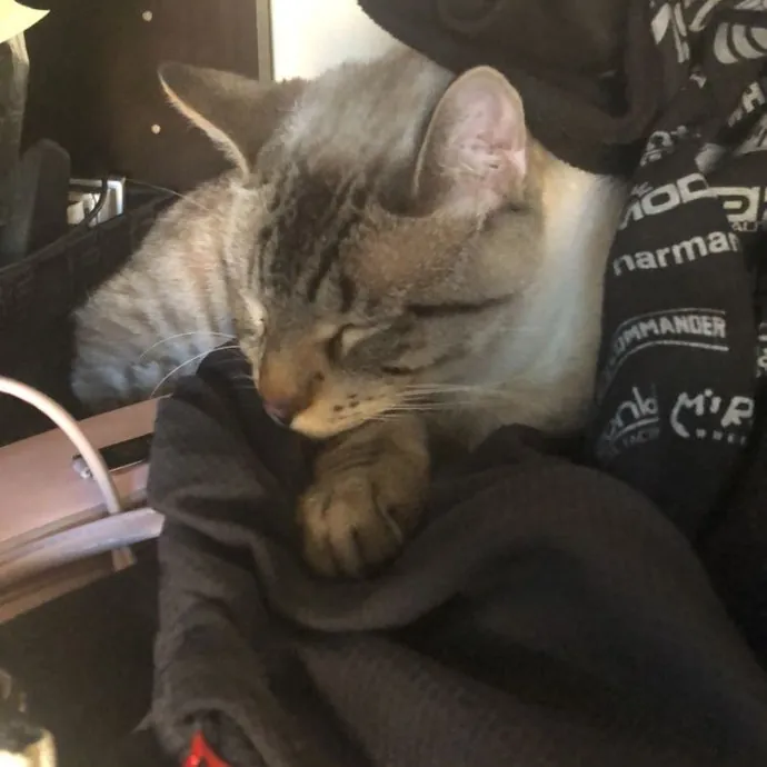 Caring Reliable Cat Sitter