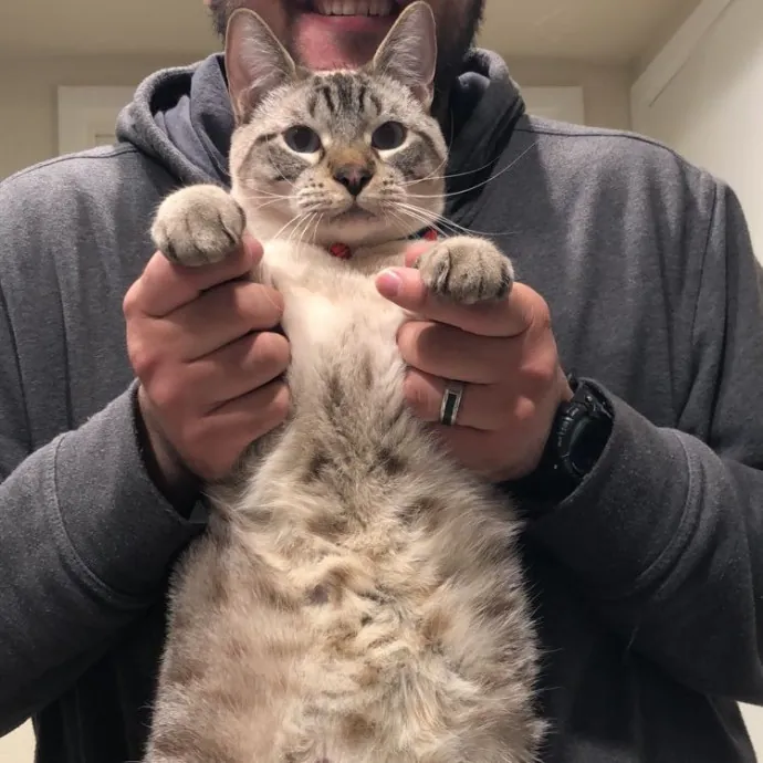 Caring Reliable Cat Sitter