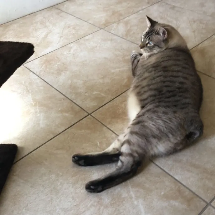 Caring Reliable Cat Sitter